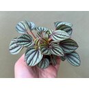 Peperomia Piccolo Banda Babyplant