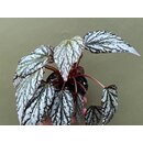 Begonia Jolly Silver