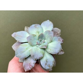 Graptopetalum Pentandrum