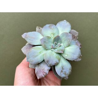 Graptopetalum Pentandrum