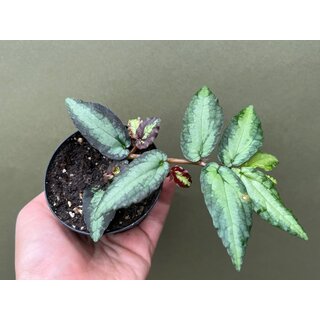 Pellionia daveauna
