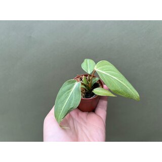 Philodendron gloriosum Babyplant