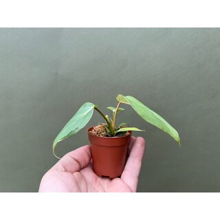 Philodendron gloriosum Babyplant