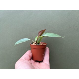 Philodendron atabapoense Babyplant