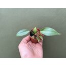Philodendron atabapoense Babyplant