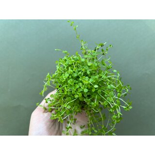 Micranthemum Monte Carlo Bodendecker