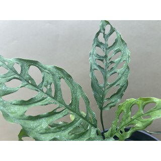 MONSTERA OBLIQUA PERU Cutting/Node