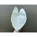 Caladium Florida Moonlight