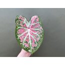 Caladium Pink Cloud