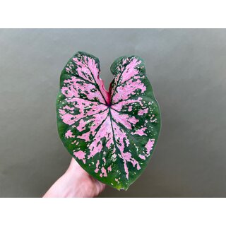 Caladium Florida Elise