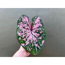 Caladium Florida Elise