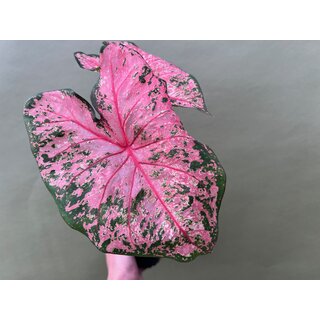 Caladium Pink Beauty
