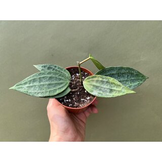 Hoya macrophylla green