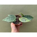 Hoya macrophylla green
