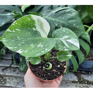 Monstera Thai Constellation