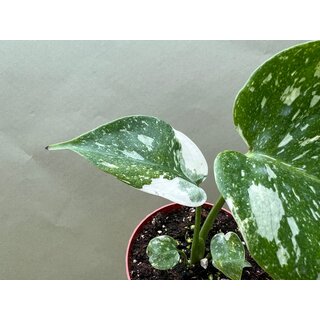 Monstera Thai Constellation