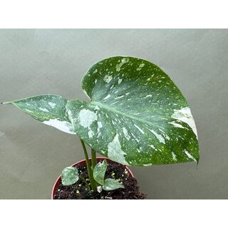 Monstera Thai Constellation