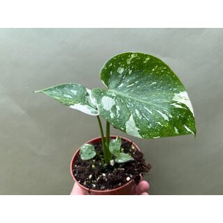 Monstera Thai Constellation