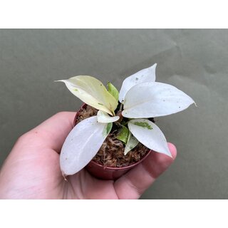 Philodendron Snowdrift