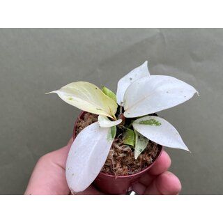 Philodendron Snowdrift