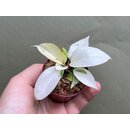 Philodendron Snowdrift