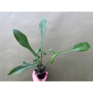 Philodendron Joepii selten