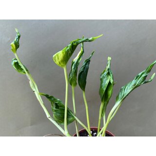 Epipremnum Aureum Shangri La
