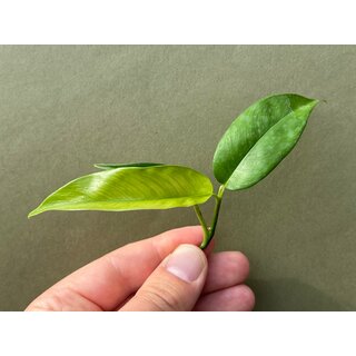 Philodendron chinchamayense Cutting