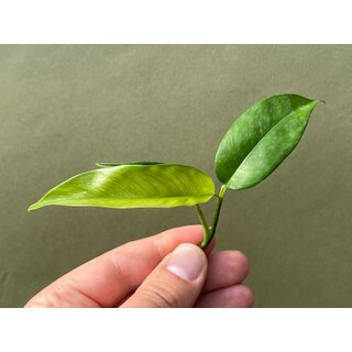 Philodendron chinchamayense Cutting