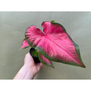 Caladium Cherry Tart