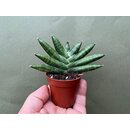 Sansevieria Mini Boncell