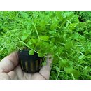 Micranthemum umbrosum