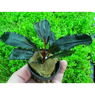 Bucephalandra mercedes
