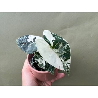 Alocasia Frydek Variegata Babyplant