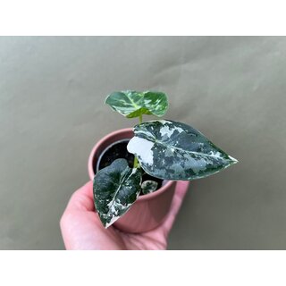 Alocasia Frydek Variegata Babyplant