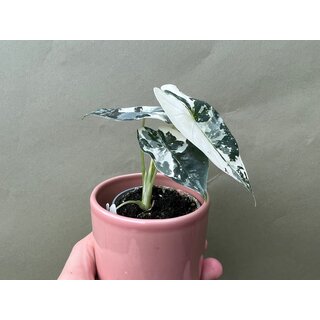 Alocasia Frydek Variegata