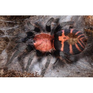 Davus pentaloris
