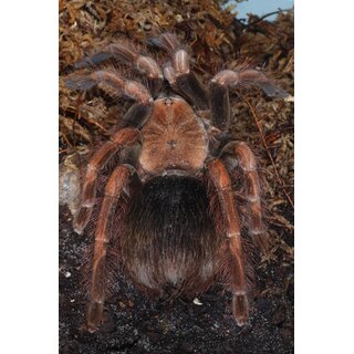 Pamphobeteus sp. Mascara