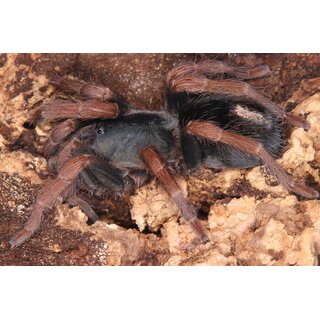 Kochiana brunnipes