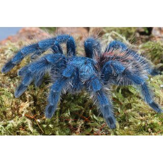 Caribena versicolor