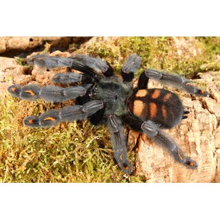 Psalmopoeus irminia