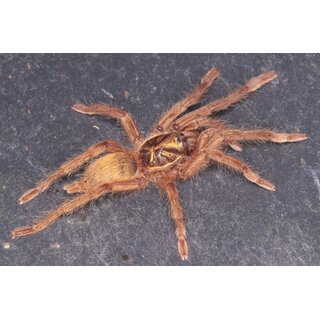 Neoholothele incei Gold