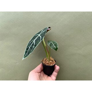 Alocasia watsoniana Babyplant