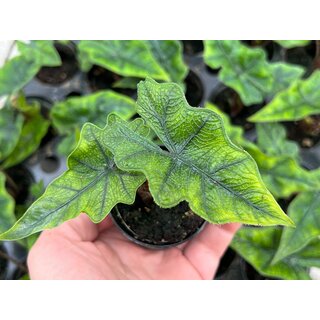Alocasia Jacklyn Babyplant