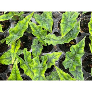 Alocasia Jacklyn Babyplant