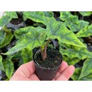 Alocasia Jacklyn Babyplant