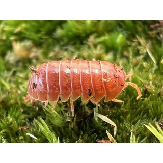 Armadillidium vulgare Santa Lucia