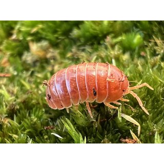 Armadillidium vulgare Santa Lucia