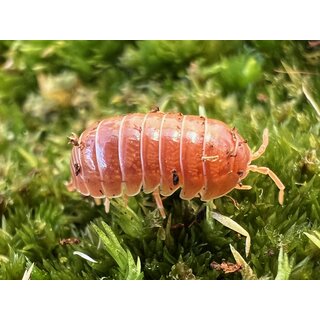 Armadillidium vulgare Santa Lucia