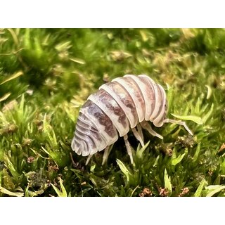 Armadillidium granulatum chocolate